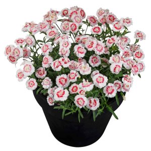 Dianthus-Sunflor-Paige