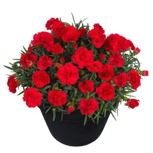 Dianthus-Sunflor-Red-Allura