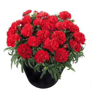Dianthus-Sunflor-Red-Bull