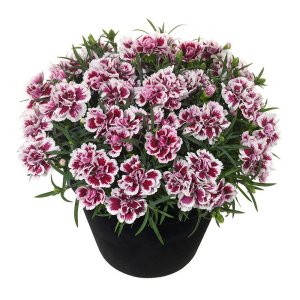 Dianthus-Sunflor-Red-Esta