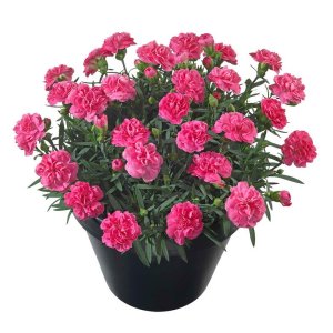 Dianthus Sunflor Red Bull