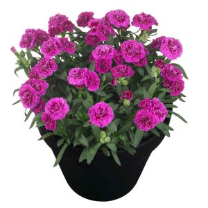 Dianthus-Sunflor-Sinclair