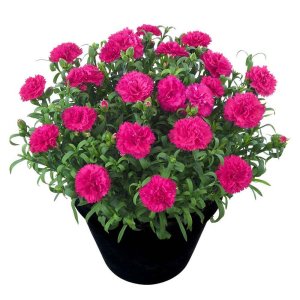 Dianthus-Sunflor-Skylar