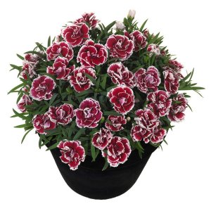 Dianthus-Sunflor-Sofia