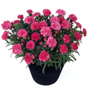 Dianthus-Sunflor-Vivre