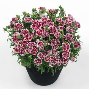 Dianthus-Sunflor-Bianca