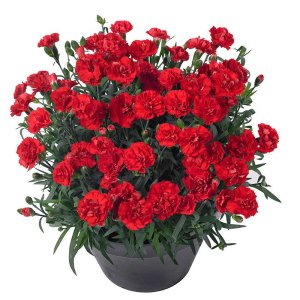 Dianthus-Sunflor-Vulcano