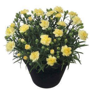 Dianthus-Sunflor-Yellow-Bling-Bling
