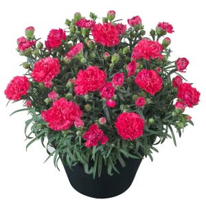 Dianthus-Sunflor-Cerise-Bling-Bling