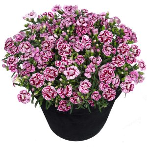 Dianthus Sunflor Charmy