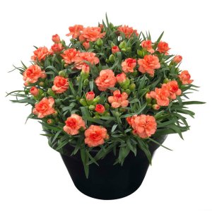 Dianthus-Sunflor-Cody