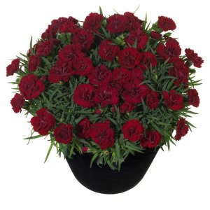 Dianthus-Sunflor-Desire