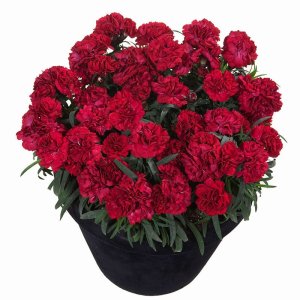 Dianthus-Sunflor-Dynamite