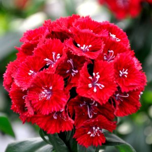 Dianthus barbatus Sweet Rose Magic