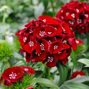 Dianthus barbatus Sweet Pink