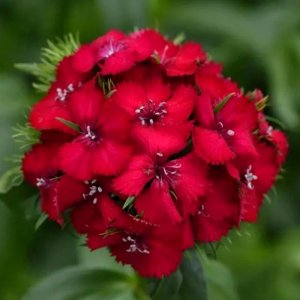 Dianthus barbatus Sweet Magenta Bicolor