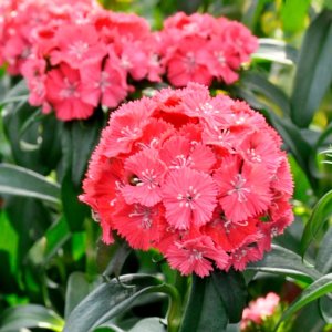 Dianthus barbatus Sweet Magician