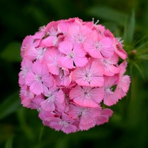 Dianthus barbatus Sweet Black Cherry