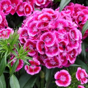 Dianthus barbatus Sweet Purple