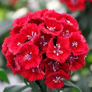 Dianthus barbatus Sweet Red