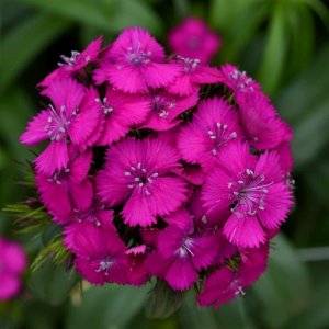 Dianthus barbatus Sweet Red