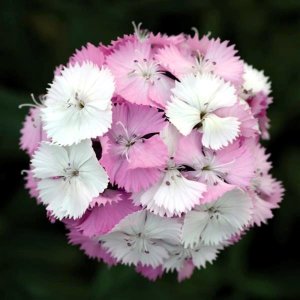 Dianthus barbatus Sweet Scarlet