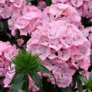 Dianthus barbatus Sweet Coral