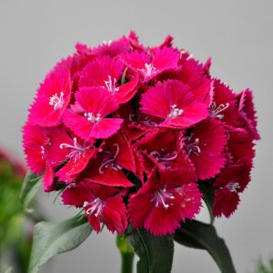 Dianthus barbatus Sweet White