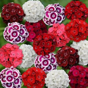 Dianthus barbatus Sweet Purple White Bicolor