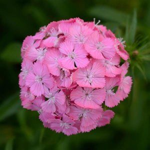 Dianthus barbatus Sweet Deep Pink Maxine