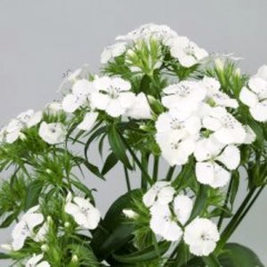 Dianthus Barbienne White