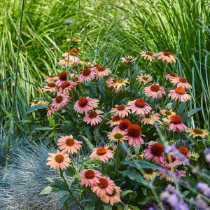 Echinacea-Mooodz-Motivation-2