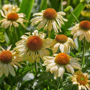 Echinacea-Mooodz-Peace-2