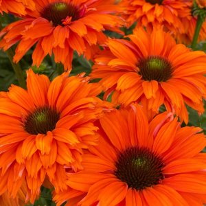 Echinacea SunSeekers Double Mineola