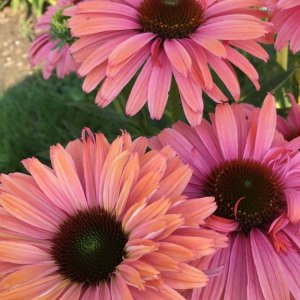 Echinacea SunSeekers Double Rainbow