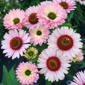 Echinacea SunSeekers Double Salmon