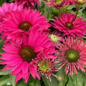 Echinacea SunSeekers Double Sweet Fuchsia