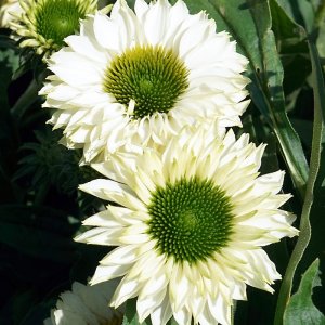 Echinacea SunSeekers Double White Perfection