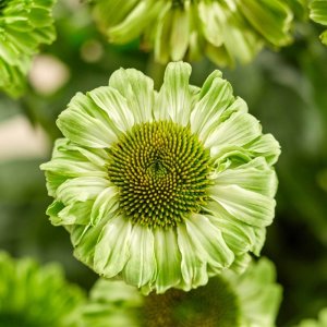 Echinacea SunSeekers Double Apple Green