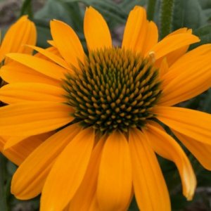 Echinacea SunSeekers Mellow