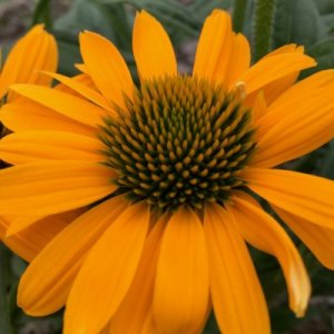 Echinacea purpurea SunSeekers Mellow