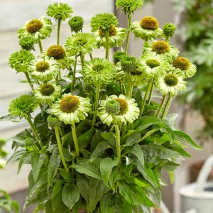 Echinacea SunSeekers Apple Green