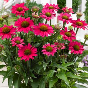 Echinacea SunSeekers Magenta