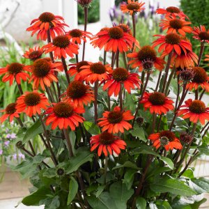 Echinacea SunSeekers Orange