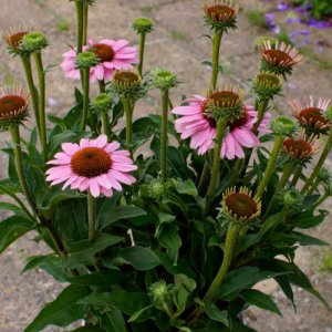 Echinacea SunSeekers Pink