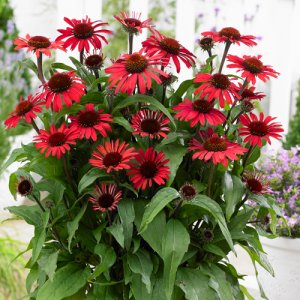 Echinacea SunSeekers Red