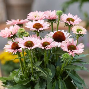 Echinacea SunSeekers Salmon