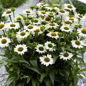 Echinacea SunSeekers White