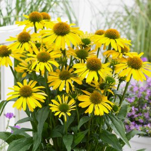 Echinacea SunSeekers Yellow