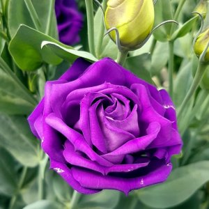 Lisianthus Arena 3 Purple